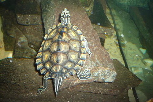 Yellow-blotched map turtle